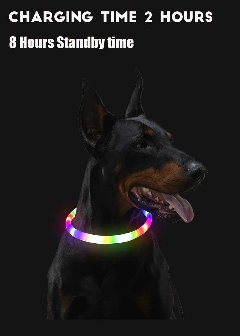 Wonderful Neon Lit Dog Collar - Waggy Doggy Deals