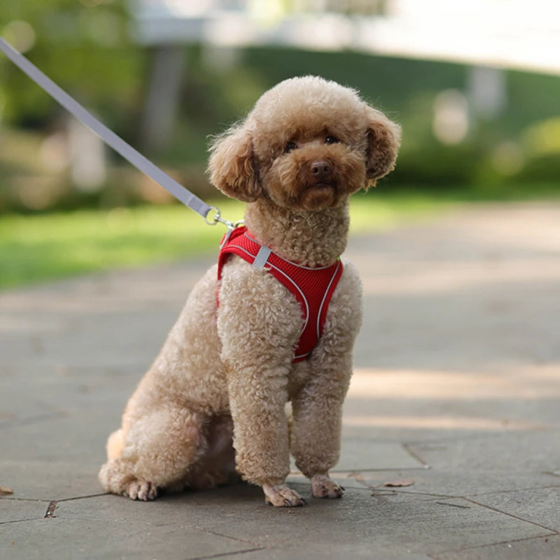 Wonderful Soft and Comfort Dog Harness with Leash - Waggy Doggy Deals