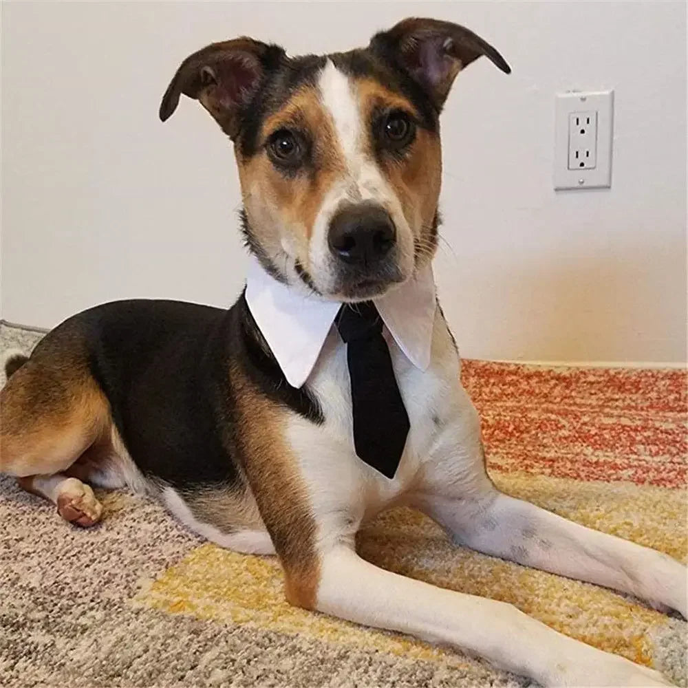 Smart Dog White Collar and Tie - Waggy Doggy Deals