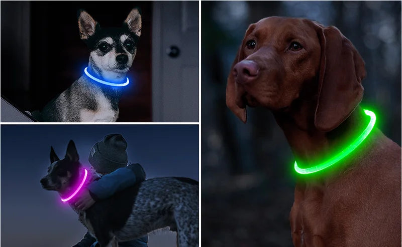 Wonderful Neon Lit Dog Collar - Waggy Doggy Deals